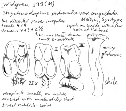 Vorschaubild Strychnodaphne puberula var. angustata Meisn.